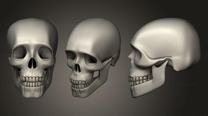 Anatomy of skeletons and skulls (Skull 11, ANTM_1631) 3D models for cnc